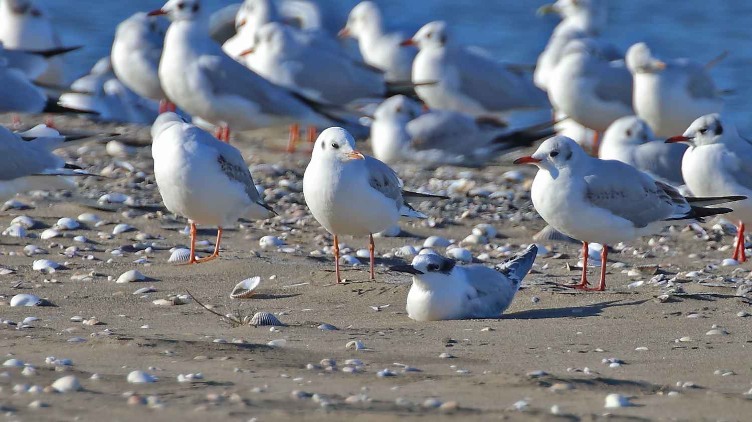 Sandwich Tern